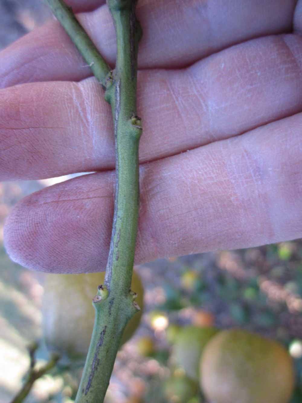              First year twig (Winter Haven, FL)       